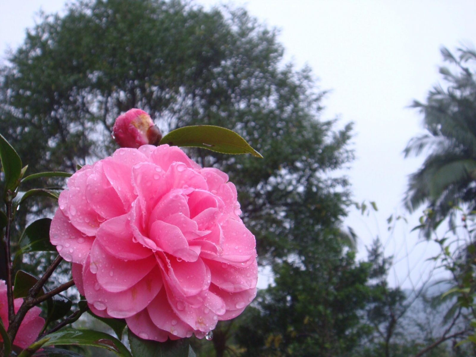 圖十四，美麗的花。（圖為志工惠文攝）